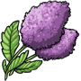 Purple Fluff Flowers