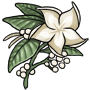 White Pinwheel Flower