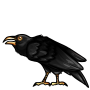 Black Raven