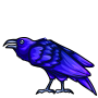 Indigo Raven