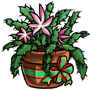 Christmas Cactus