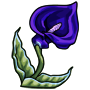 Purple Calla Lily Flower