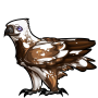 Calico Hawk