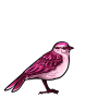 Magenta Sparrow