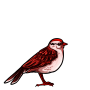 Rose Sparrow