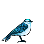 Azure Sparrow