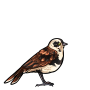 Calico Sparrow