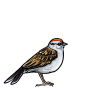 Natural Sparrow