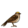 Sepia Sparrow