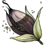 Foxglove Seed