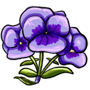 Sweet Violets