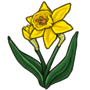 Daffodils